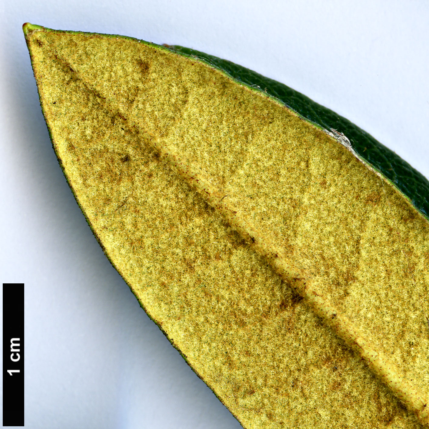 High resolution image: Family: Ericaceae - Genus: Rhododendron - Taxon: alutaceum - SpeciesSub: var. russotinctum Triplonaevium Group High resolution image: Family: Ericaceae - Genus: Rhododendron - Taxon: alutaceum - SpeciesSub: var. russotinctum Triplonaevium Group
